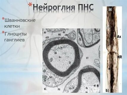 Шванновские клетки