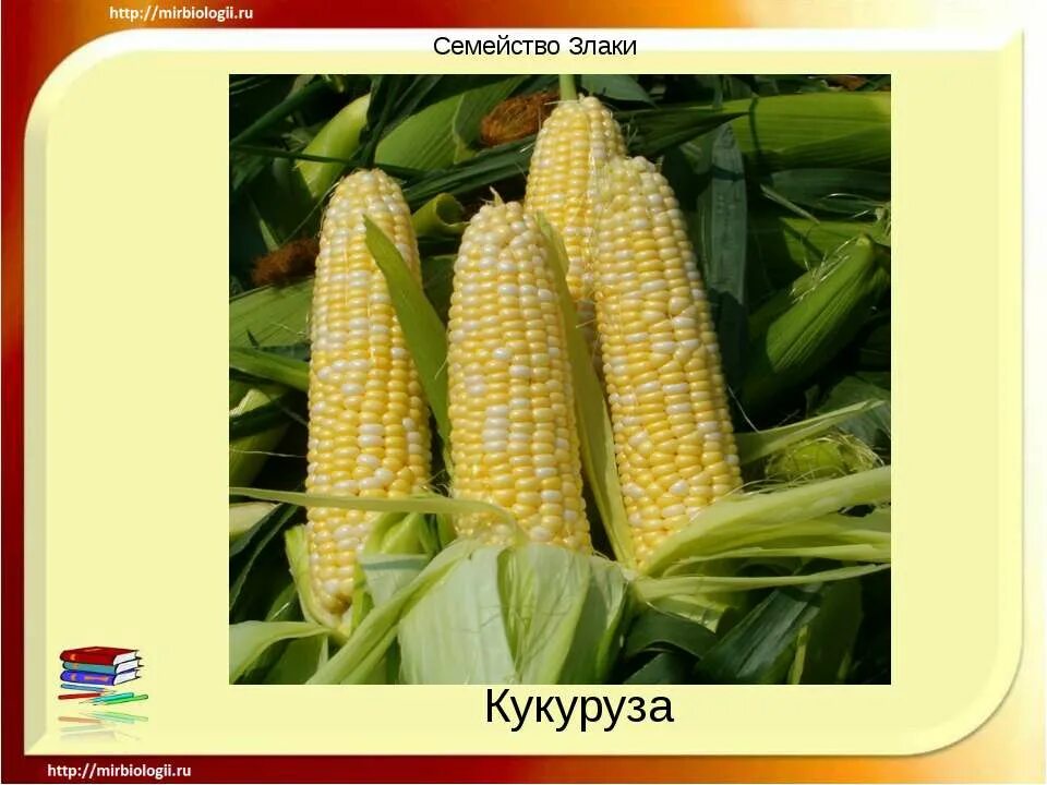 Кукуруза доклад 3 класс. Кукуруза семейство Однодольные. Однодольные растения кукуруза. Однодонные растения кукуруза. Класс Однодольные кукуруза.