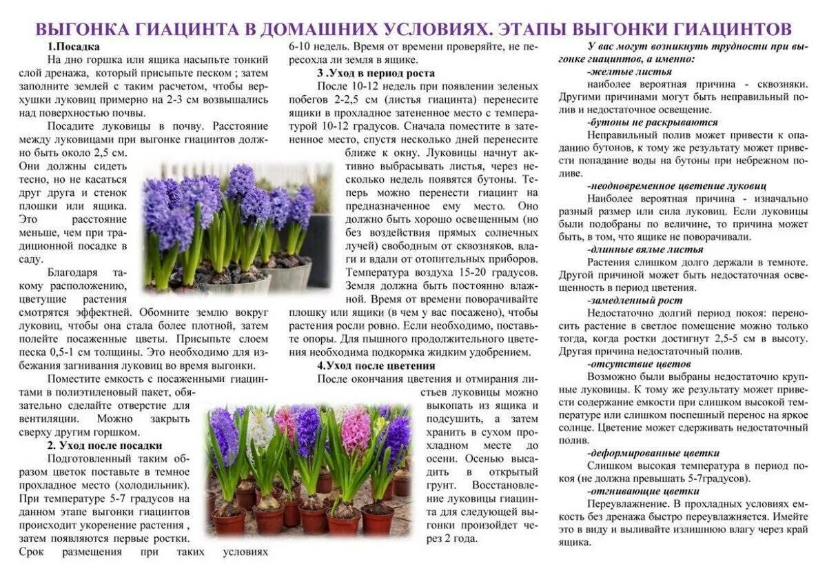 Что делать после того как отцвел гиацинт. Гиацинт многолетний луковичный. луковичные многолетники гиацинт цветы. весенние цветы луковичные гиацинт. цветок луковица гиацинта.