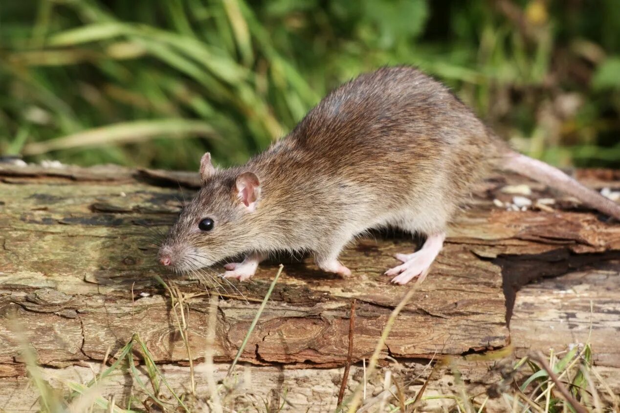 Как избавиться от мышей на участке. Земляная крыса ареал. Земляная крыса полевка. Мыши полевки в огороде. Огородная крыса.