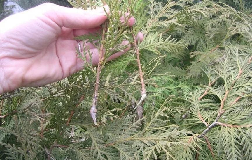 Размножение туи черенками. Укоренение туи черенками. Черенки туи брабант. Укоренение туи черенками. Черенкование туи.