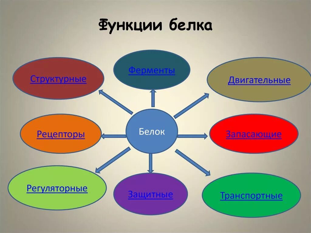 Белки механическая функция. Функции белков в организме человека. Основные функции белков в организме человека. Функции белка. Функции белка в организме человека.