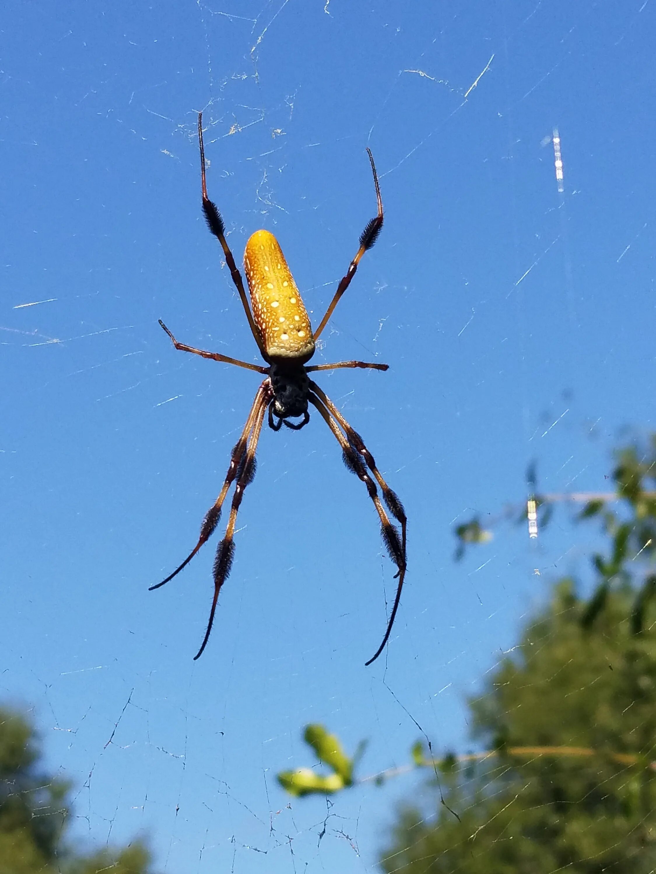 Dozens of Venomous Spiders Burst from a Bag of Sainsbury's Bananas Brazilian wan