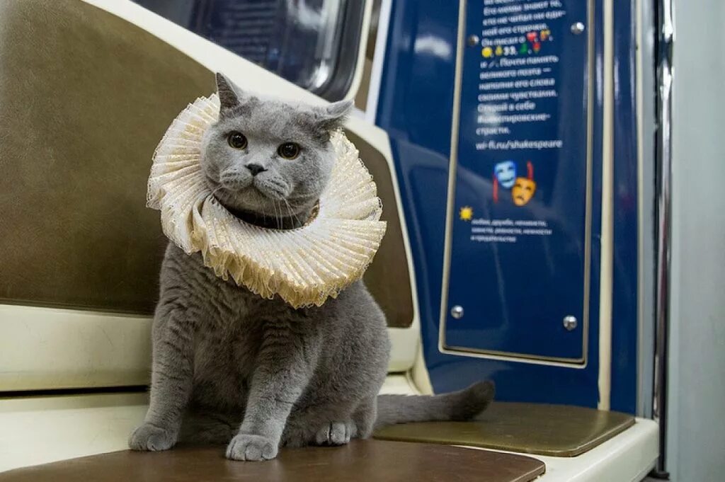 Кот железная дорога. Кошка в метро. Кот едет в метро. Котик в поезде. Коты в метрополитенах.