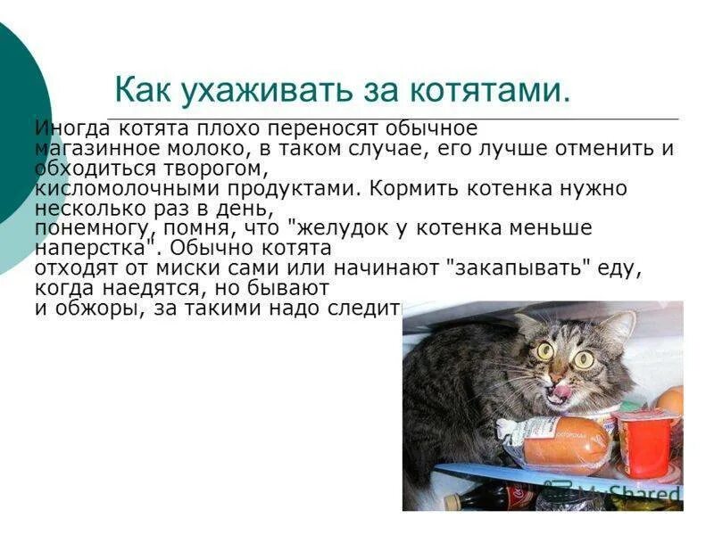 Котенку месяц как ухаживать. Как ухаживать за ктеанктой. Как ухаживать за котенком. Как правильно ухаживать за котятами. Как ухаживать забкотенком.