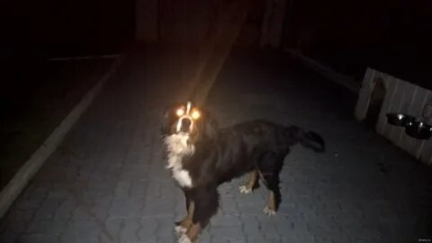 Что делала собака ночью
