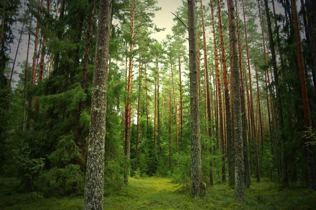 Растительные сообщества еловый лес сосновый лес. Панорама леса. Лес панорама. Панорама соснового леса. Сосновый лес панорама.