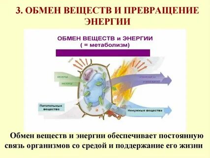Живой обмен
