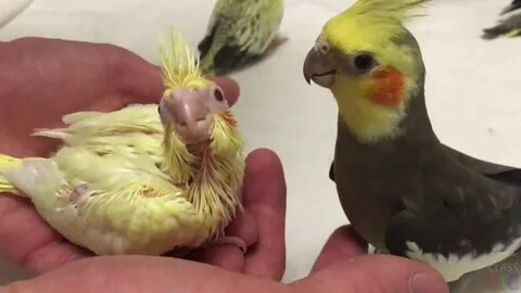 Корелла 1 месяц