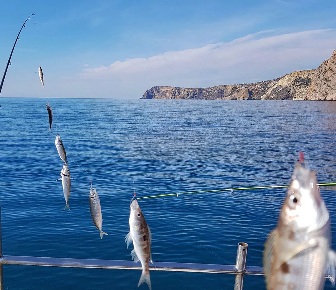 Морская рыбалка с берега. Ставрида Крымская. Ставрида рыба. Ставридка Черноморская.