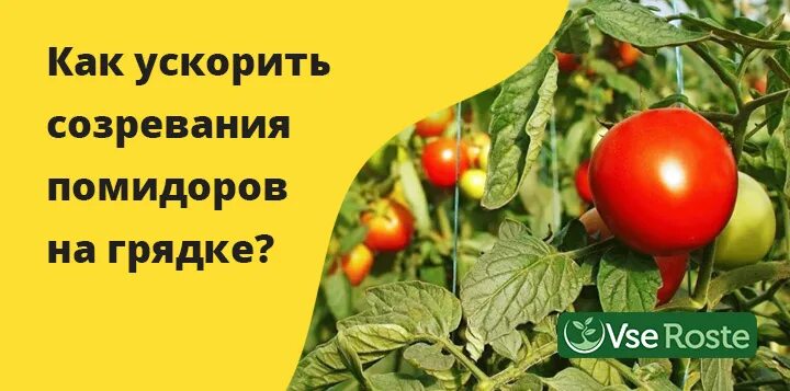 Созревание томатов. Ускоритель созревания томатов. Как ускорить созревание помидор. Поспевающий помидор. Томат формула любви