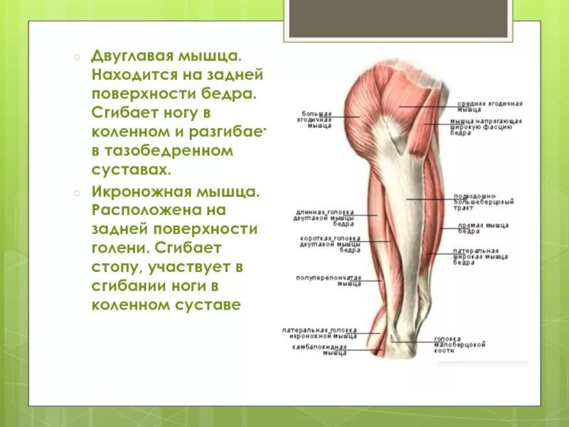 Мышцы сгибающие и разгибающие голень. Мышцы сгибатели тазобедренного сустава. мышцы сгибатели коленного сустава. мышцы сгибающие и разгибающие ногу в коленном суставе. мышца разгибает ногу в коленном суставе.