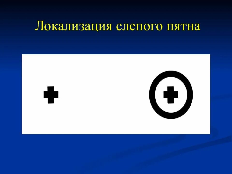 В чем особенность слепого пятна какую функцию. Слепое пятно физиология. слепые пятна. обнаружение слепого пятна. расположение слепого пятна.