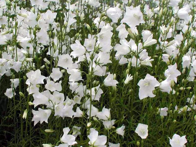 Белые колокольчики фото. Колокольчик персиколистный (Campanula persicifolia). Колокольчик персиколистный. Grandiflora Alba. Колокольчик персиколистный Campanula persicifolia белый.