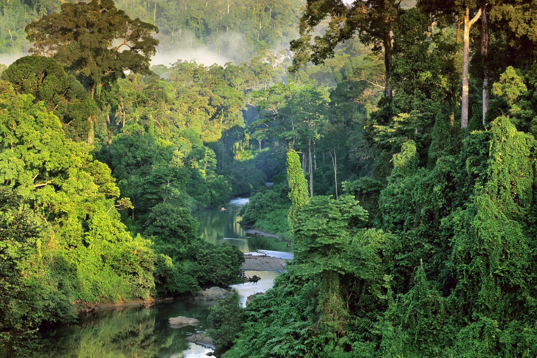 Amazon borneo congo. Бразилия тропические леса Сельва. Тропические дождевые леса Амазонии. Тропические леса амазонки в Бразилии. Остров Борнео джунгли.