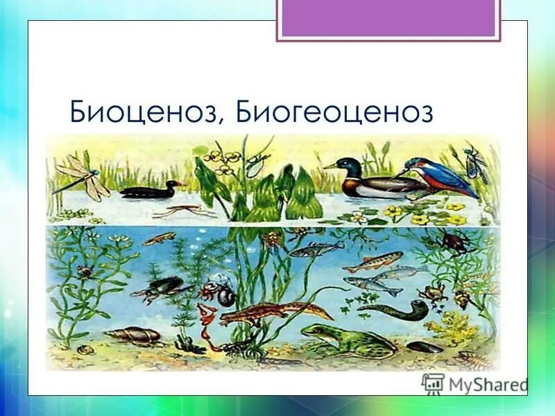 биоценоз ответ экосистема. экосистема и биогеоценоз. биоценоз. биоценоз и экосистема. биоценоз широколиственного леса схема.