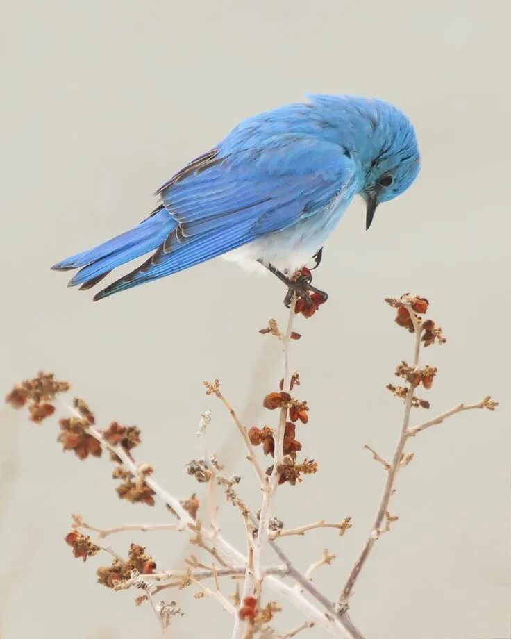 Голубая сиалия. Сиалия синяя птица. Птичка голубая сиалия. Голубая сиалия голубой Зяблик.