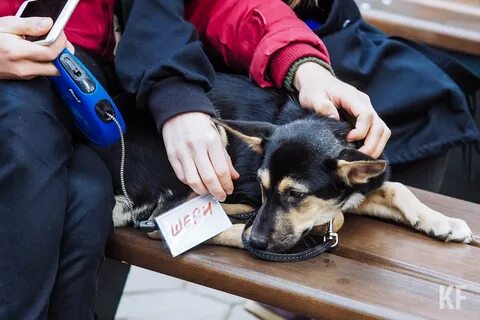 Собаки новости