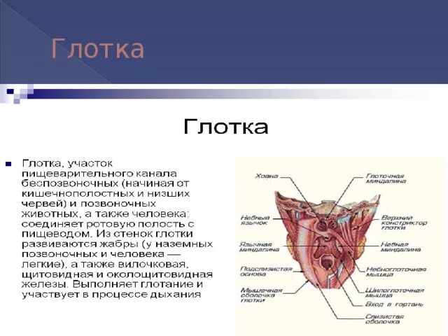 Глотка. Глотка железы и ферменты.