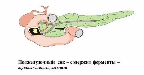Функция сока поджелудочной железы