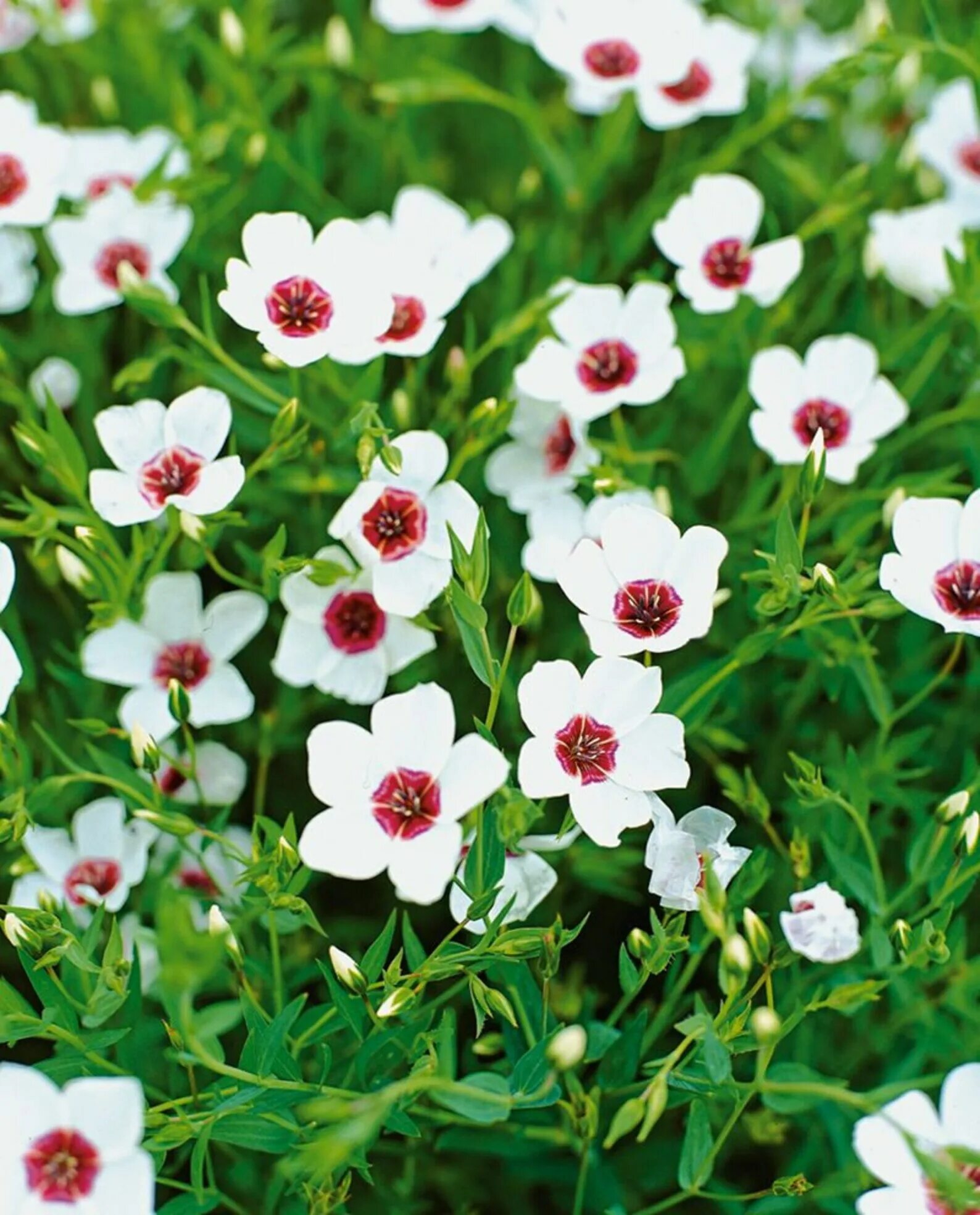 Лён крупноцветковый (Linum grandiflorum). Лен крупноцветковый красный. Лен крупноцветковый яркие глазки. Лен крупноцветковый очарование.