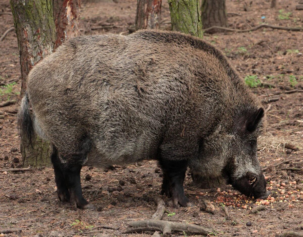 африканская кистеухая (речная) свинья. кабан виды. кабаны семейство. представители семейства свиньи. кабан (sus scrofa).