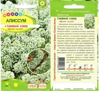 Алиссум снежный ковер когда сажать семена