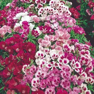 Семена годеции фото