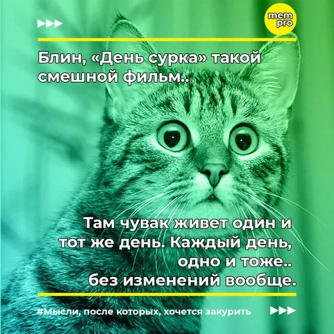 День сурка что это значит выражение. День сурка каждый день. день сурка юмор. день сурка демотиватор. день сурка мемы.