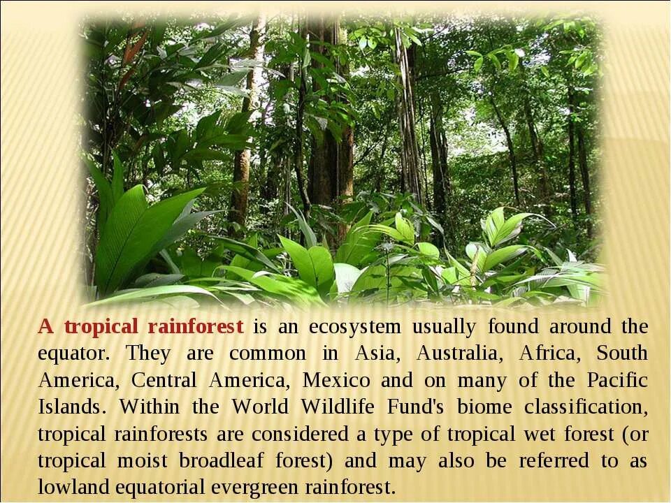 Конспект урока Tropical Rainforest Spotlight 10. Tropical ecosystem. Tropical Rainforest Spotlight 10 текст. Rainforest перевод. Natural zones