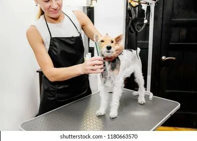 Fruit of the groomer