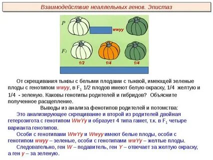 Гомозиготный полосатый арбуз