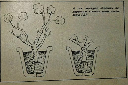 Прищипка герани