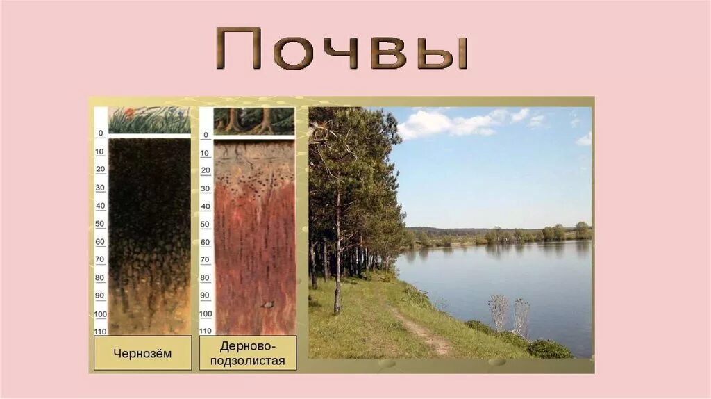 Типы почв характерны для смешанных лесов. Смешанные и широколиственные леса почва в России. Смешанные леса дерново-подзолистые почвы. Почвы смешанных и широколиственных лесов в России. Дерново-подзолистые почвы смешанных лесов.