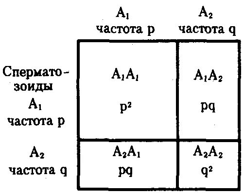 Частоты генов и генотипов. Частота аллелей в популяции. Частоты аллелей и генотипов. Частота гамет. Частоты образования генотипов.