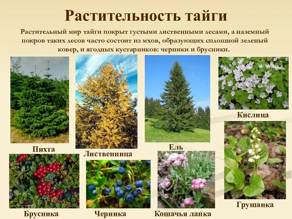 Растения в россии и где растут