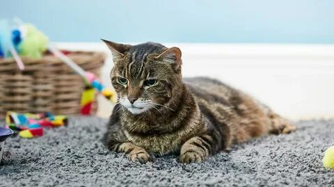 Чтоб кошки