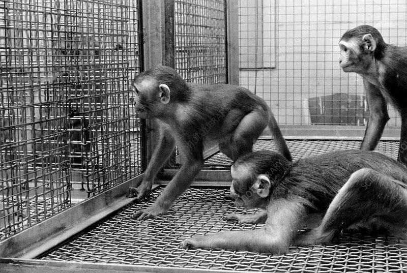 Тест приматы. Тест приматы. Тест приматы. Череп отряда приматы. Тест приматы.