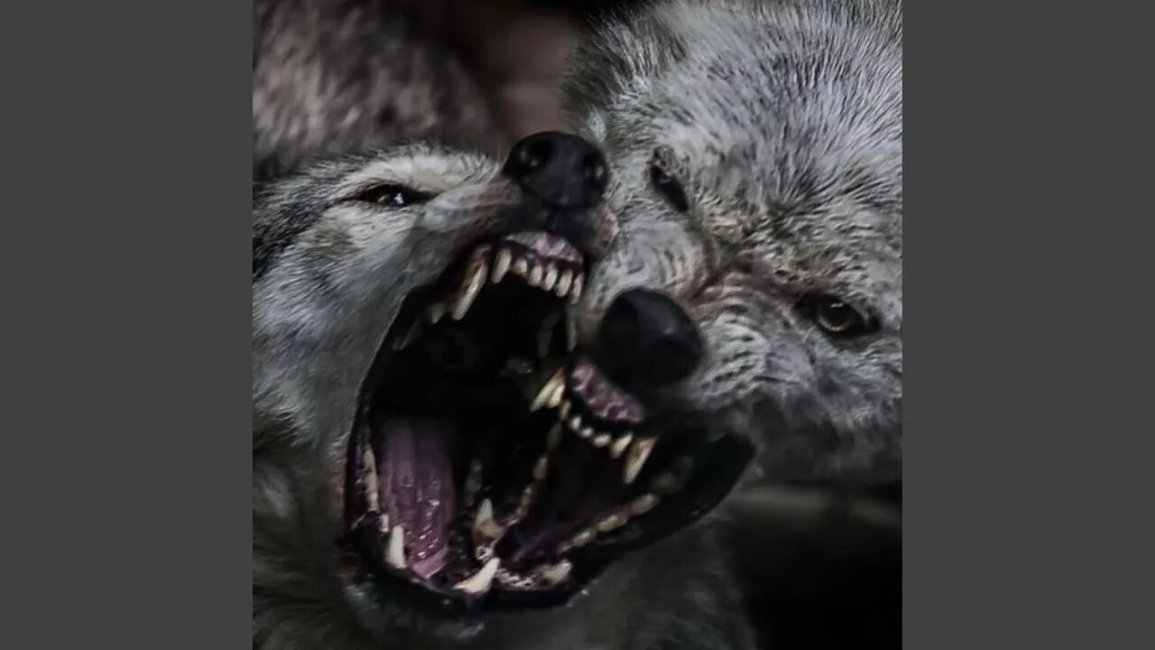 Ненавижу волков