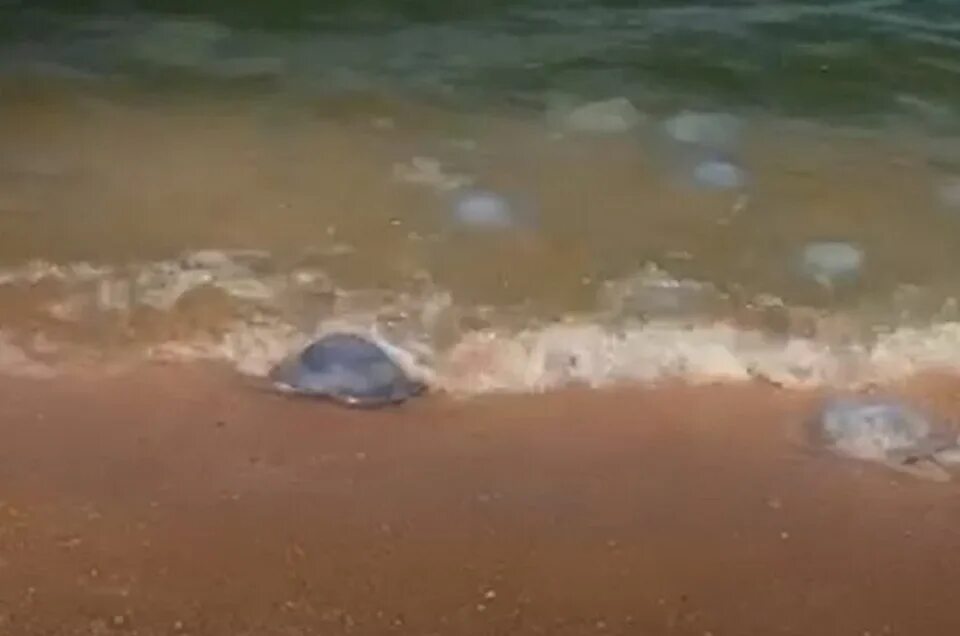 Корнерот в азовском море. Корнерот в азовском море. Нашествие медуз в азовском море. Корнерот в азовском море. Медузы в азовском море 2023 голубицкая.