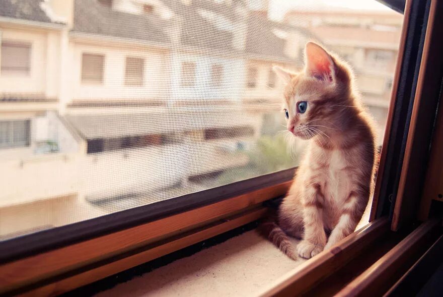 Скучающий кот. Котенок ждет. кот скучает. котенок у окна. животные на окна.