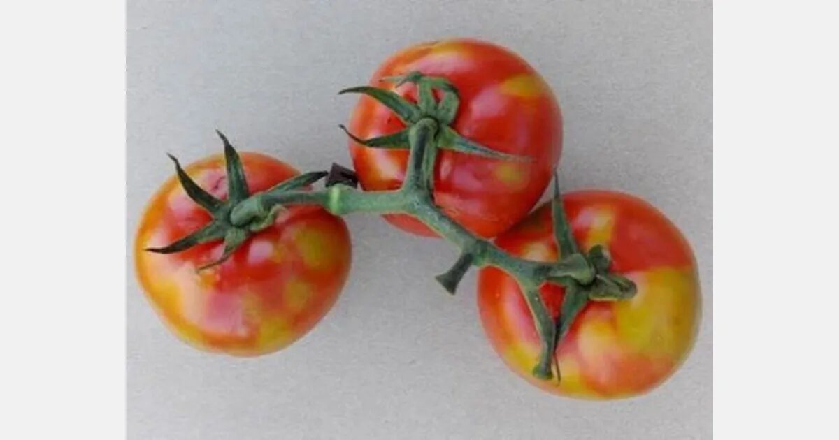 Вирус коричневой морщинистости плодов томатов (tomato brown rugose fruit virus). Мозаика пепино на томатах. Вирус пятнистого увядания томатов. Вирус морщинистости плодов томатов. Вирус пепино на томатах.