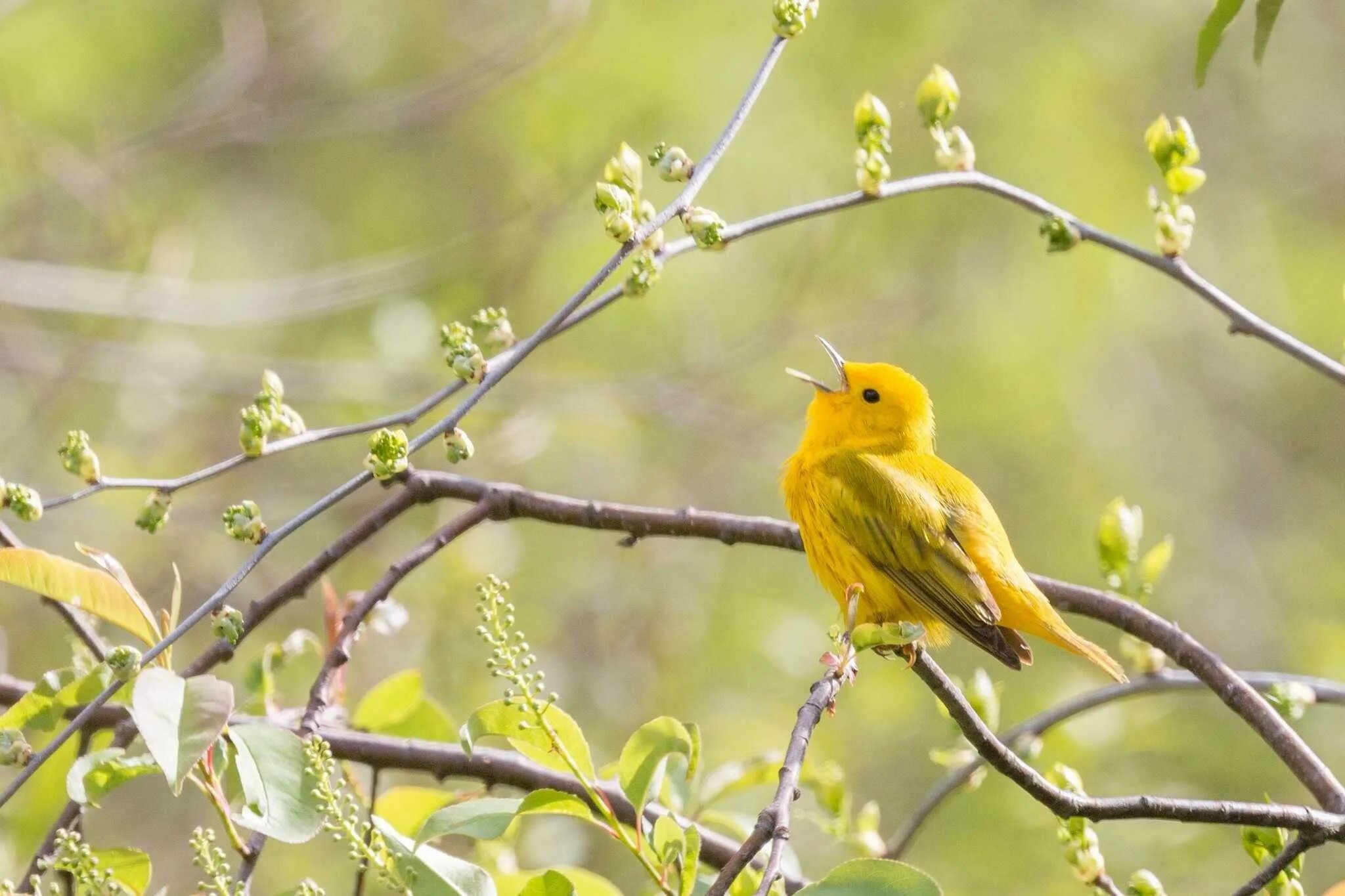 Пение птицы 5 букв. Птица Yellow Rumped Warbler. Yellow Warbler птица. Желтая Славка. Желтая певчая камышевка.