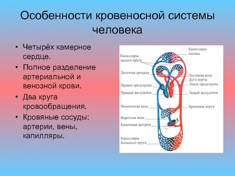 Особенность артериальной крови. Строение системы кровообращения человека. Система кровообращения человека схема 8 класс. Характеристика кровеносной системы человека. Схема строения кровеносной системы человека биология 8 класс.