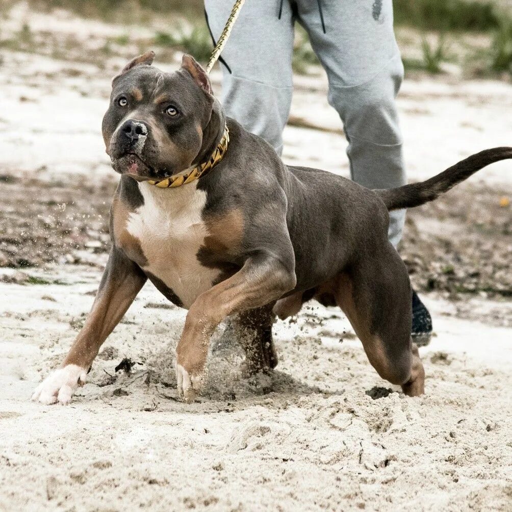 Булли xxl. Американский булли xl собака. Ам булли порода собак. Американский булли и питбуль. Американский булли.