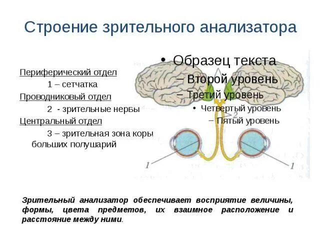 Строение зрительного анализатора. Схема зрительного анализатора Рецептор. Части зрительного анализатора и их функции. Проводниковый отдел зрительного анализатора строение. Строение и функции периферического отдела зрительного анализатора.