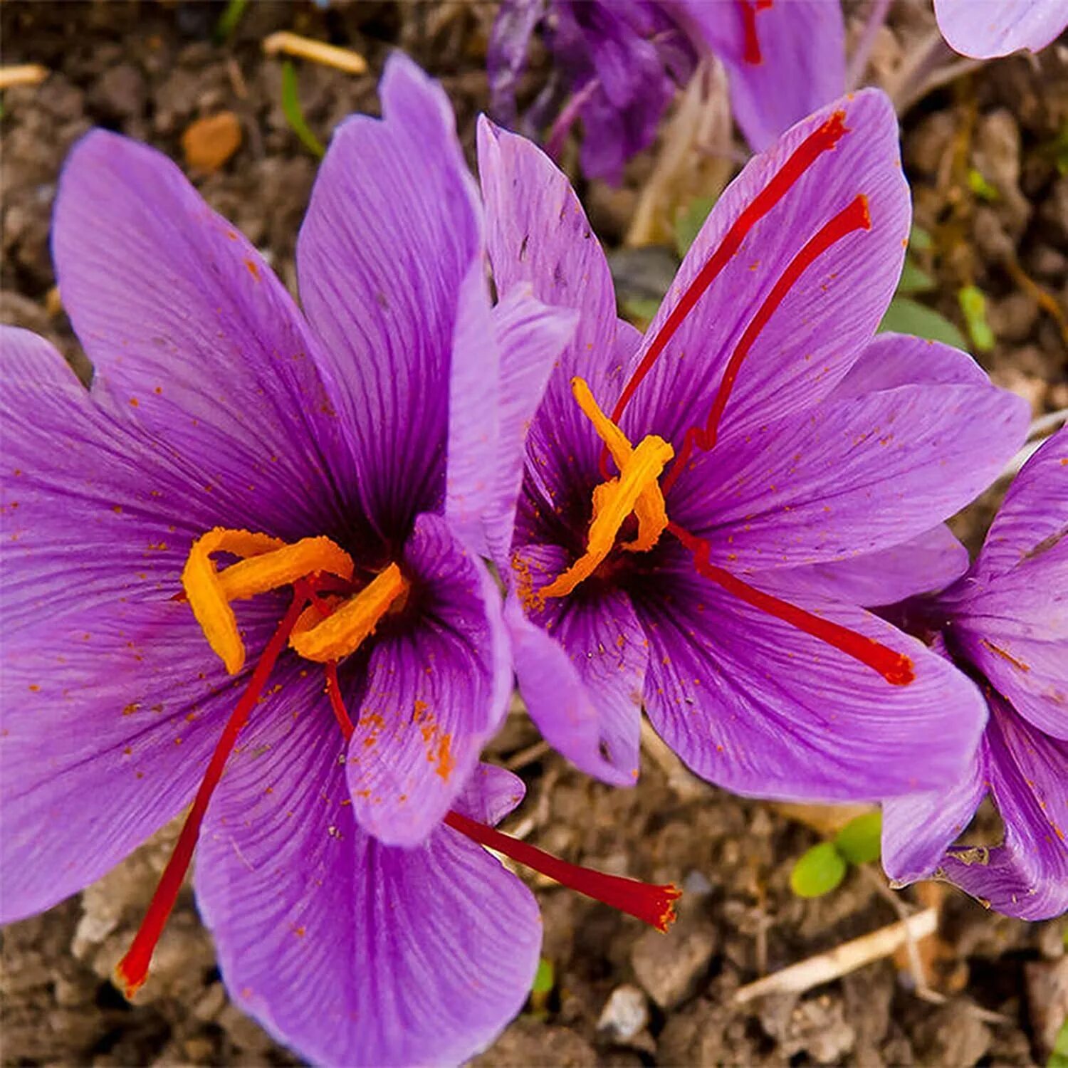 Цветущий шафран. Крокус Шафран. Крокус Шафран посевной. Шафран посевной (Crocus sativus). Шафран специя Крокус.
