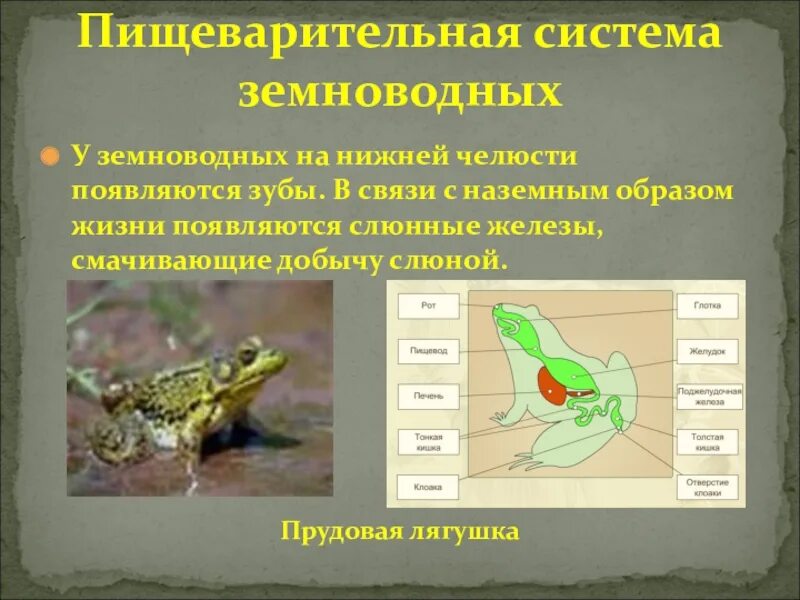 Класс земноводные пищеварительная система. Система пищеварения земноводных. Органы пищеварения амфибий. Пищеварительная система земноводных амфибий. Земноводные пищеварительная система таблица