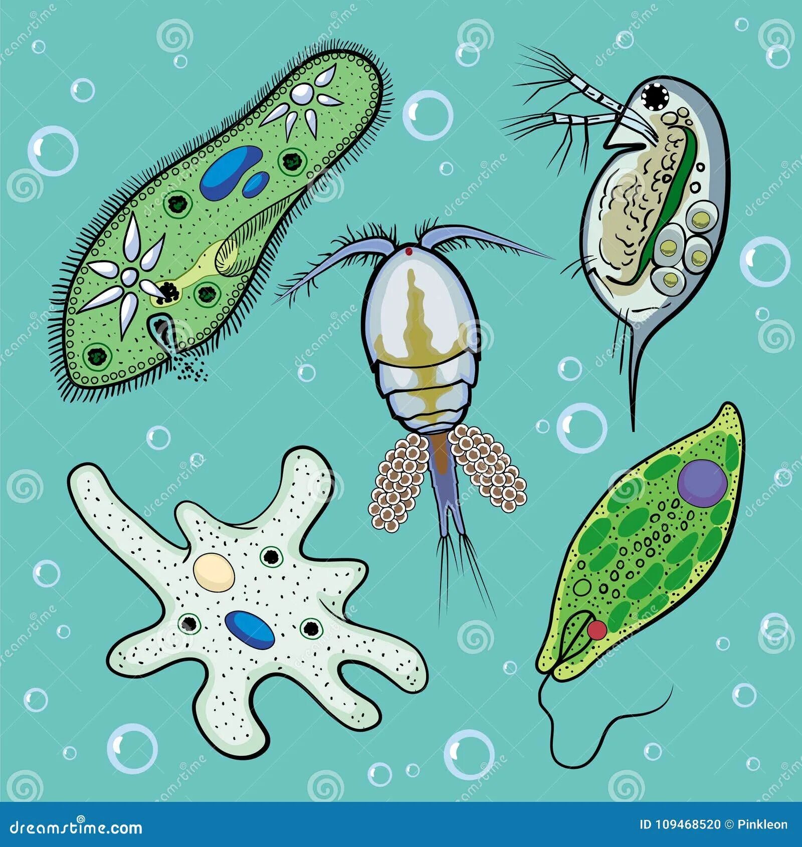 Эволюция одноклеточных водорослей. Циклоп одноклеточное. Простейшие организмы. Циклоп одноклеточный организм. Рисунки простейших по биологии.