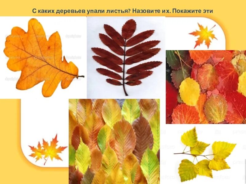 Осенние листья с названиями картинки для детей. Осенние листья с названиями. осенние листочки с названиями. листья осенью и их названия. виды осенних листьев.